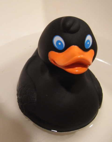 Black_Duck.jpg
