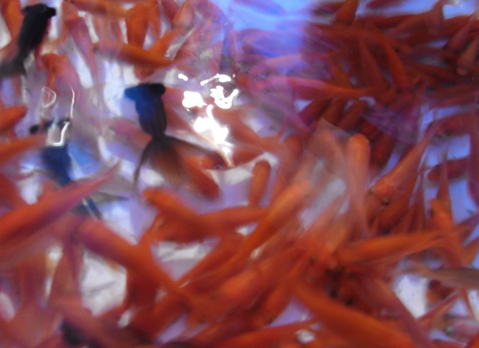 Goldfish.jpg
